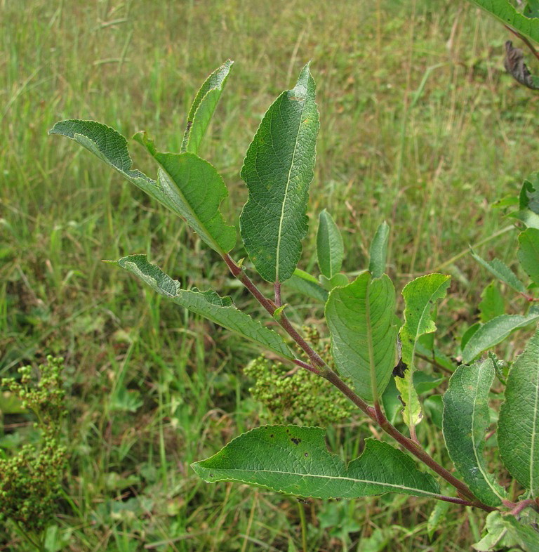 Image of Salix latifolia specimen.