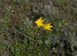 Tulipa scythica