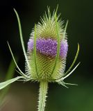 Dipsacus fullonum