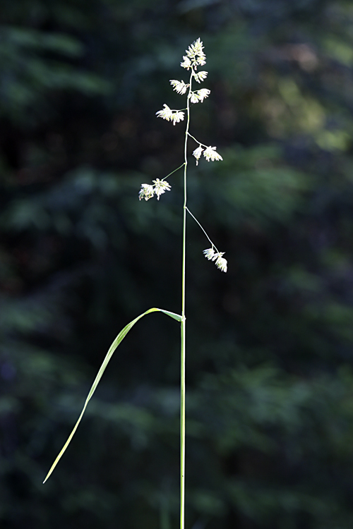 Image of Dactylis glomerata specimen.