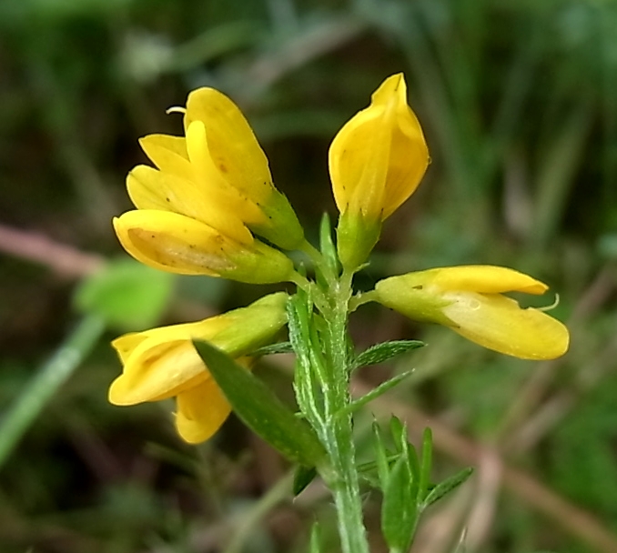 Image of genus Genista specimen.