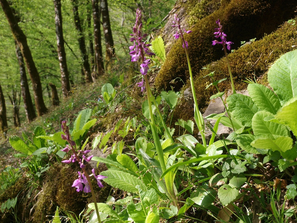 Image of Orchis mascula specimen.