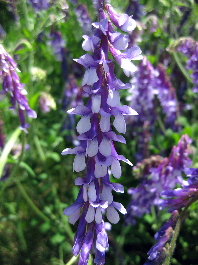 Изображение особи Vicia villosa.