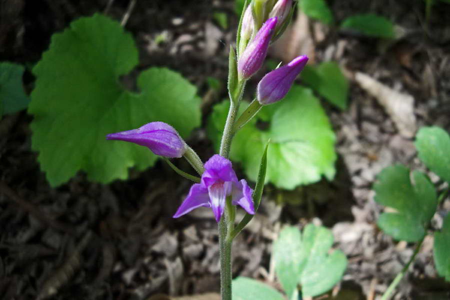 Image of Cephalanthera rubra specimen.