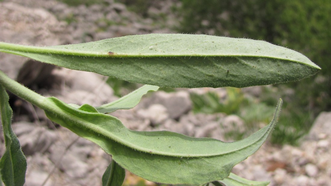 Image of Pilosella echioides specimen.