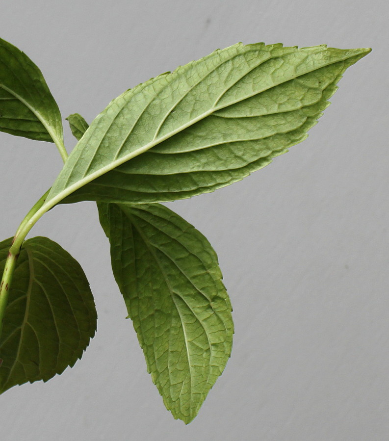 Image of Hydrangea macrophylla specimen.