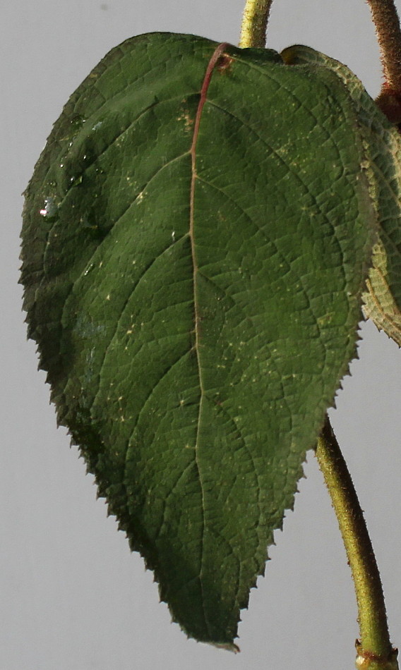 Image of Hydrangea aspera specimen.