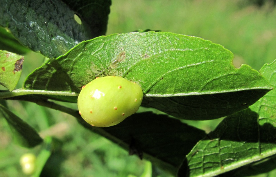 Image of Salix myrsinifolia specimen.