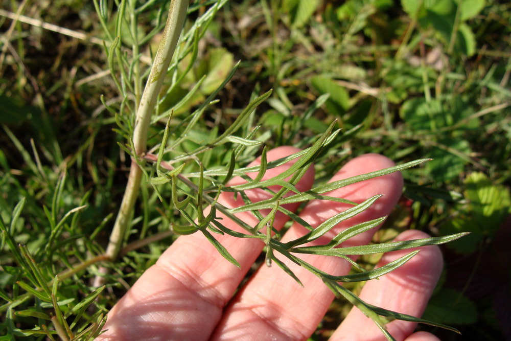 Image of Scabiosa ochroleuca specimen.