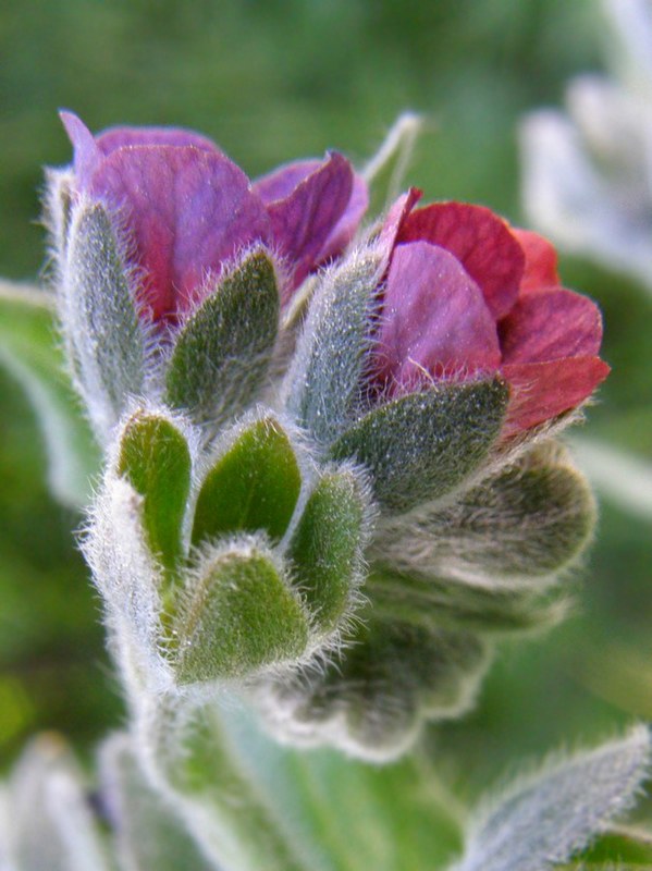 Image of Cynoglossum officinale specimen.