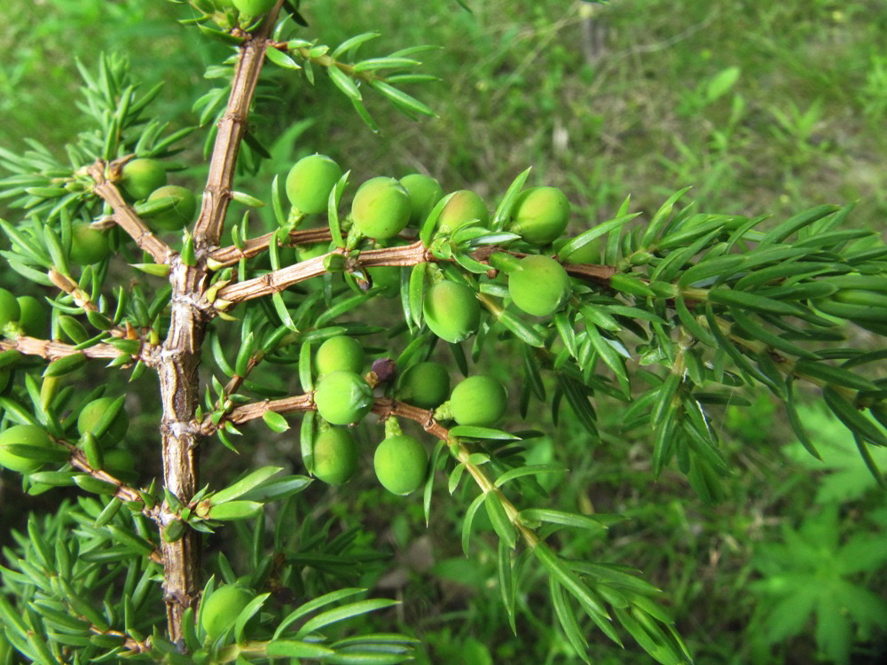 Image of Juniperus communis specimen.