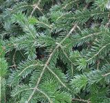 Abies nordmanniana. Ветвь. Германия, г. Кемпен, \"Рождественая Ёлка\". 16.11.2012.