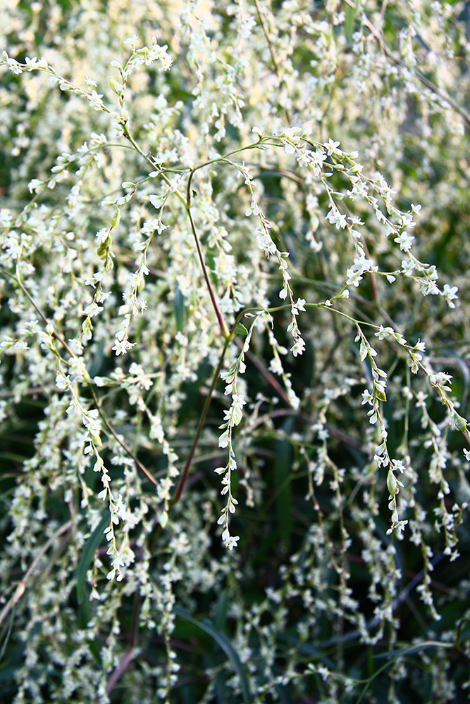 Изображение особи Aconogonon divaricatum.