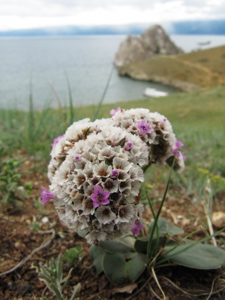 Image of Goniolimon speciosum specimen.