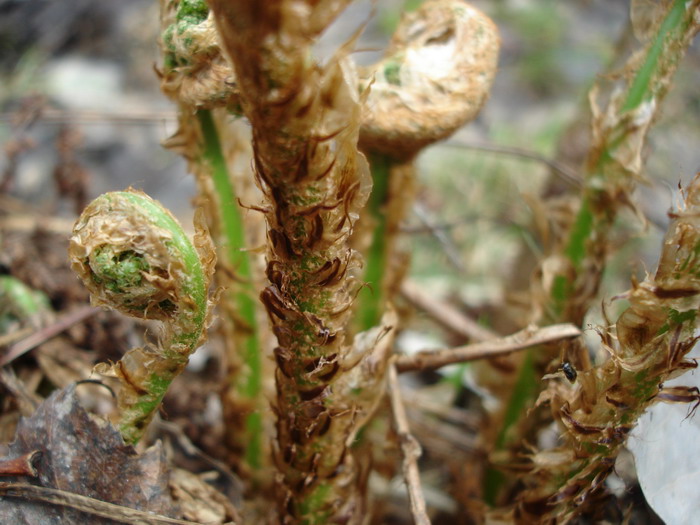 Image of Dryopteris expansa specimen.