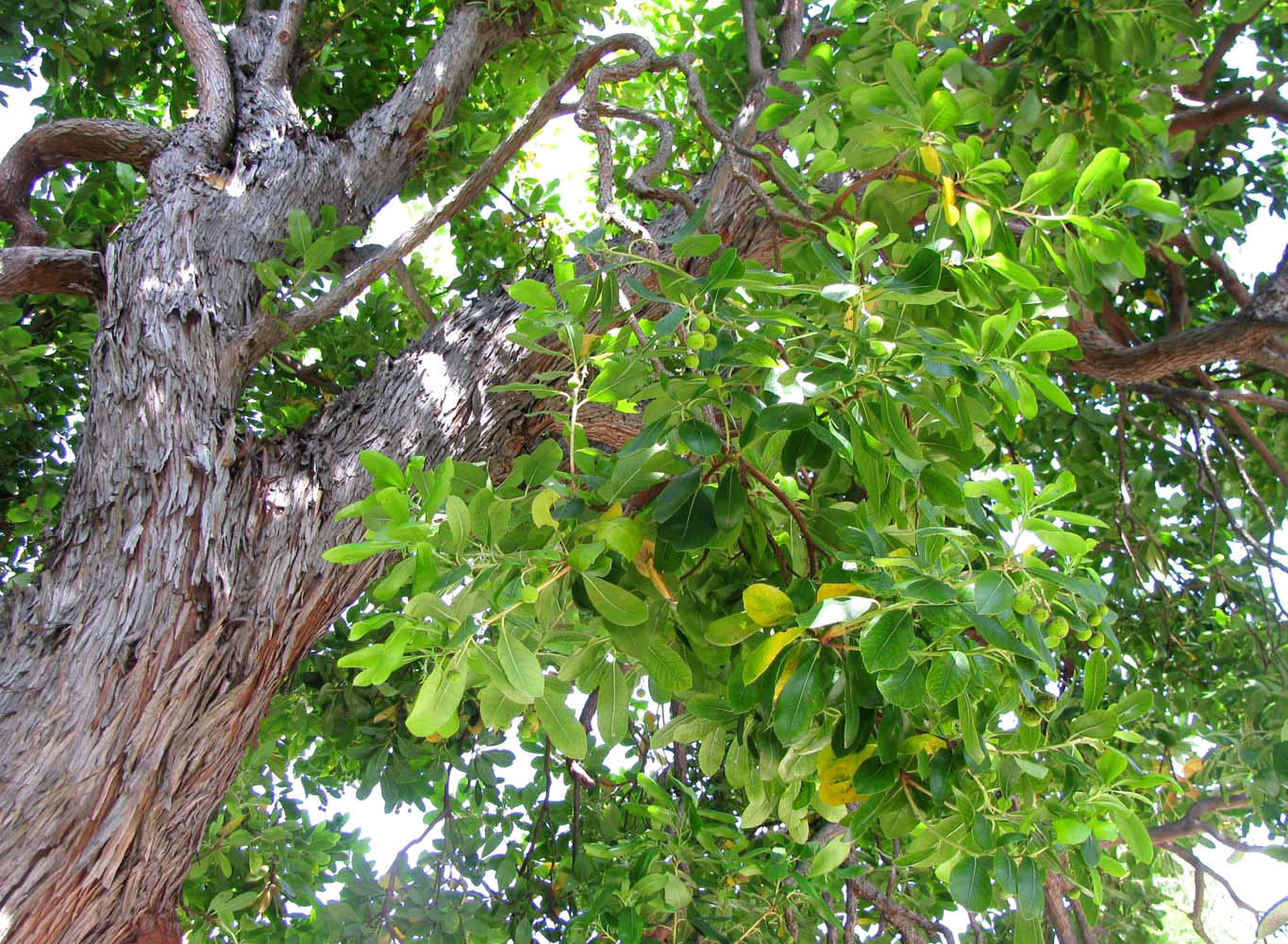 Image of Arbutus unedo specimen.