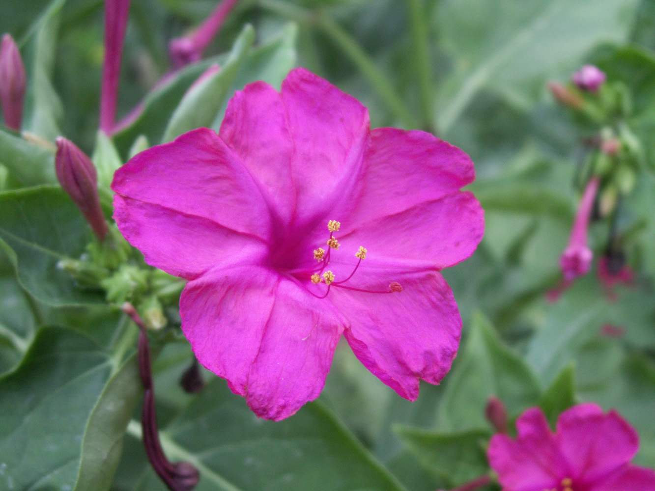 Image of Mirabilis jalapa specimen.