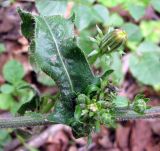 Picris подвид spinulosa