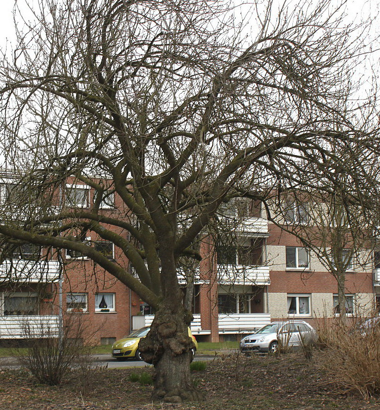 Image of Prunus serrulata specimen.