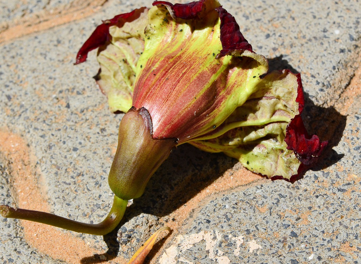 Image of Kigelia pinnata specimen.