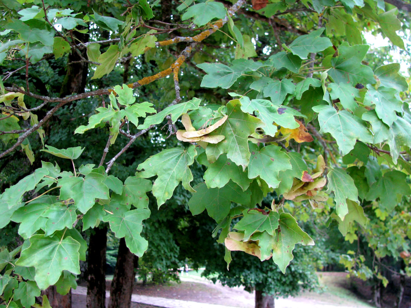 Image of Acer campestre specimen.