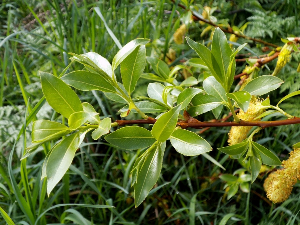 Image of Salix pentandra specimen.