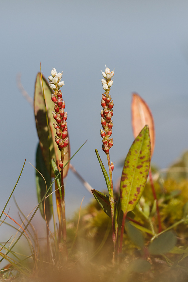 Image of Bistorta vivipara specimen.