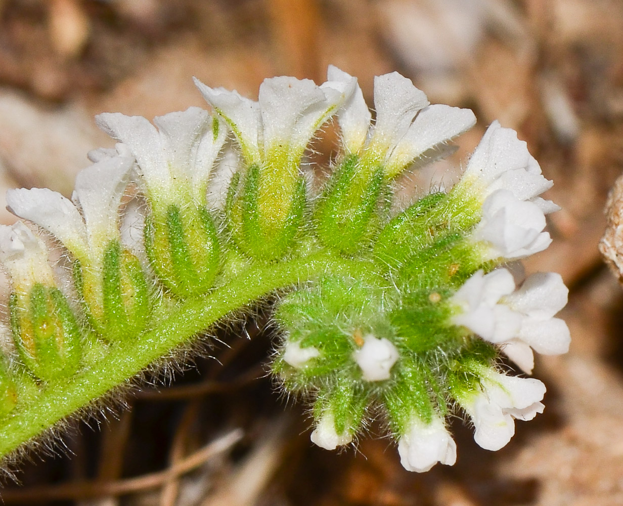 Изображение особи Heliotropium suaveolens.