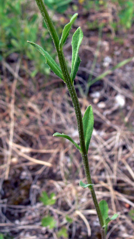 Image of Erysimum hieraciifolium specimen.