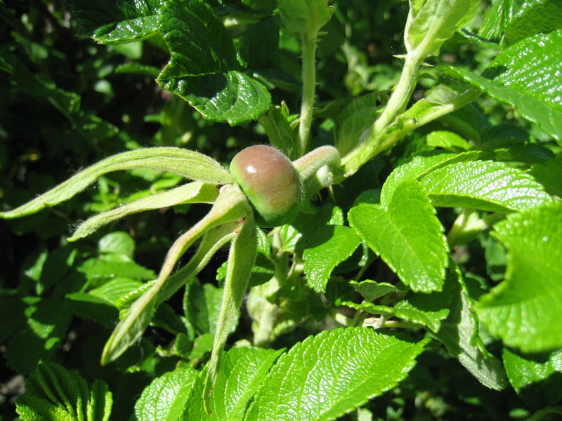 Image of Rosa rugosa specimen.