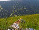 genus Stipa. Плодоносящее растение. Респ. Хакасия, Бейский р-н, долина руч. М. Карак, южный склон. 21.07.2012.