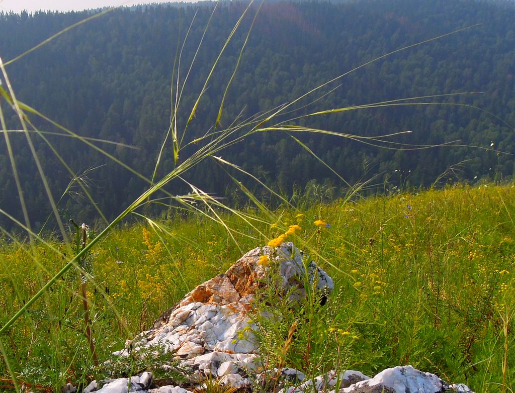 Image of genus Stipa specimen.