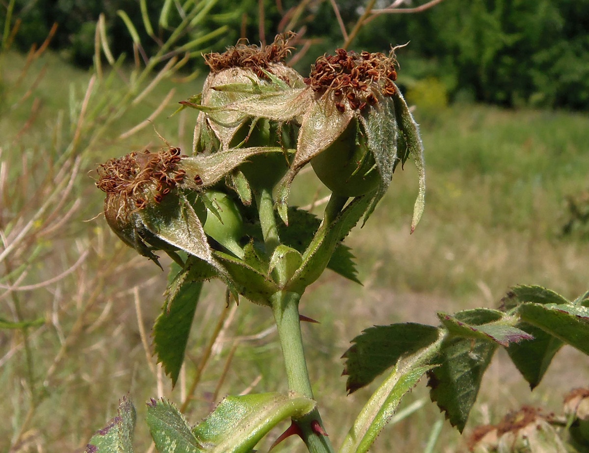 Image of genus Rosa specimen.