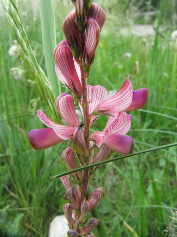 Изображение особи Onobrychis sibirica.