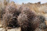 Echinocactus polycephalus. Многоглавое взрослое растение. США, Калифорния, Joshua Tree National Park. 19.02.2014.