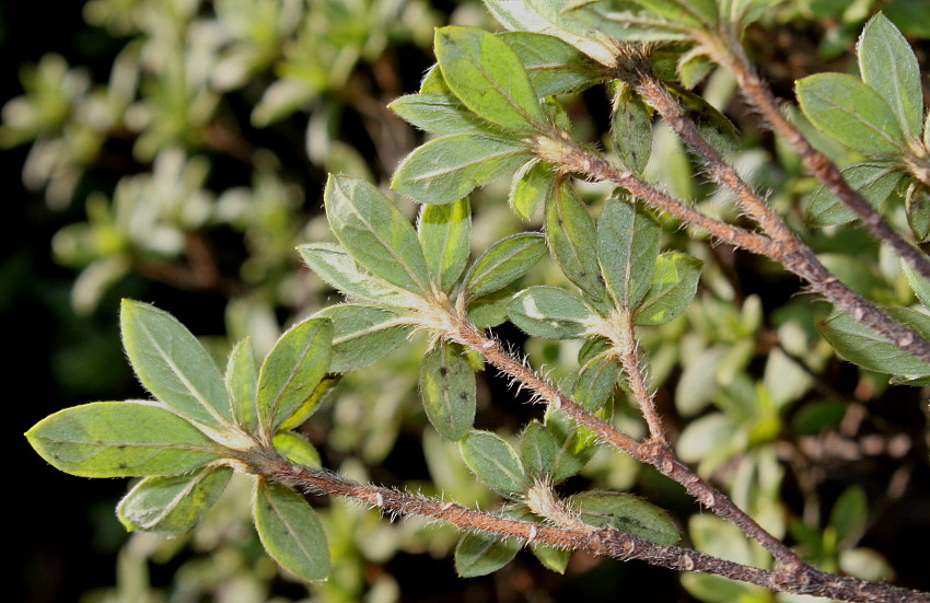 Image of Rhododendron obtusum specimen.