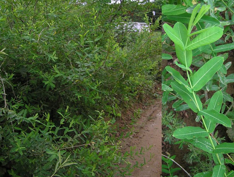 Image of Salix integra specimen.