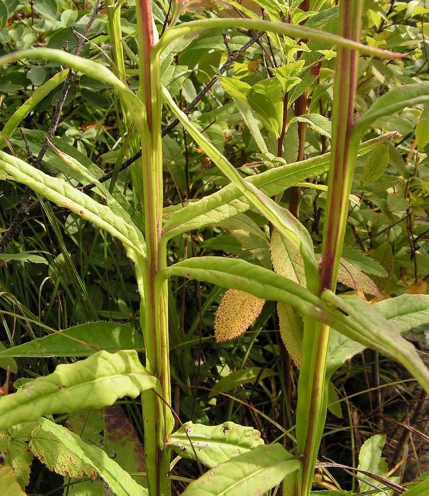 Image of Saussurea dubia specimen.