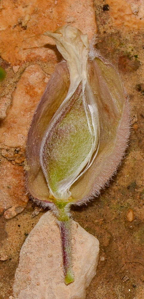 Image of Astragalus spinosus specimen.