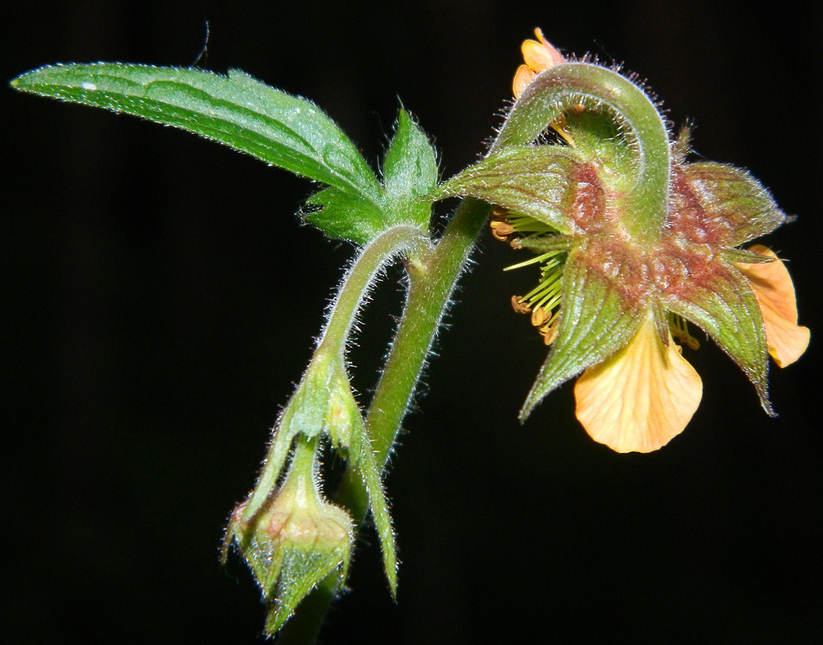 Image of Geum &times; intermedium specimen.