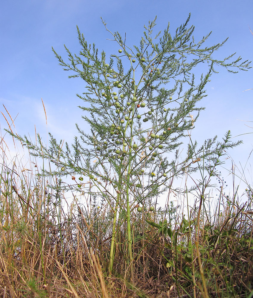 Изображение особи Asparagus litoralis.