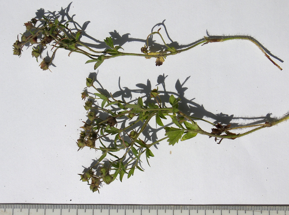 Image of Potentilla humifusa specimen.