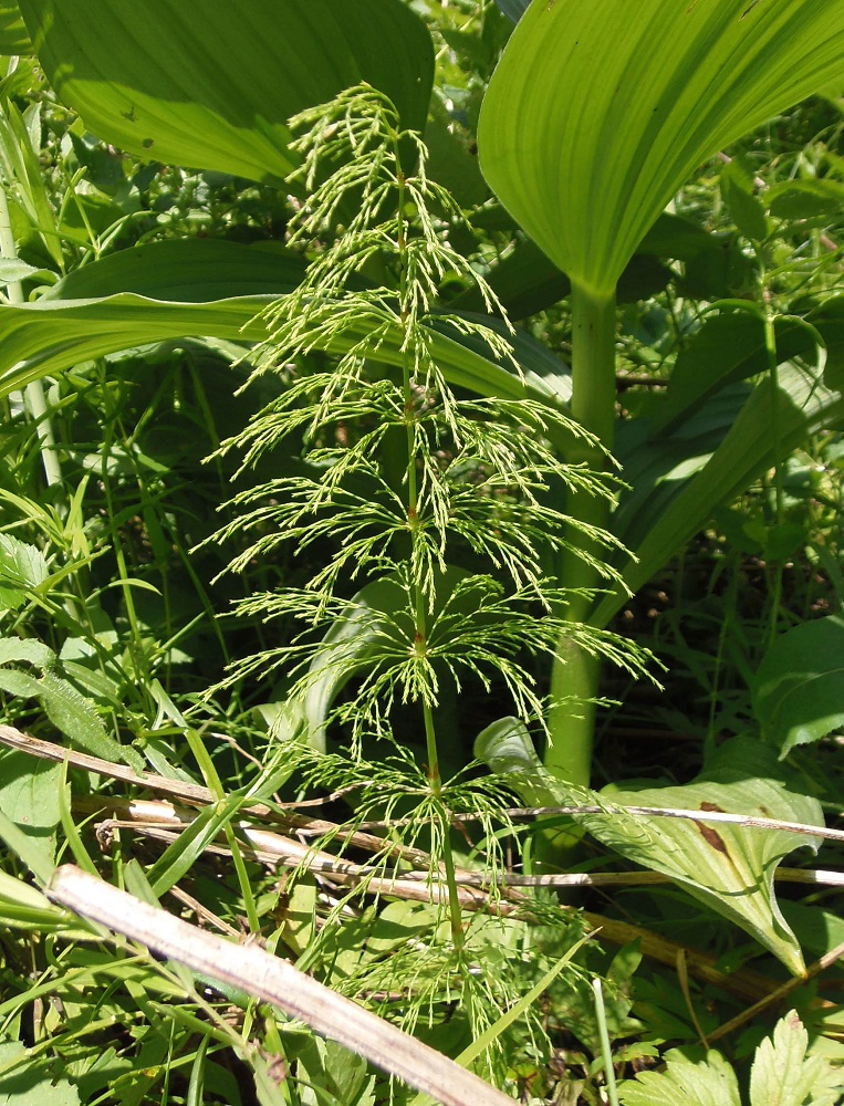 Image of Equisetum sylvaticum specimen.