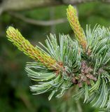 Pinus aristata. Верхушка ветки с молодыми побегами. Германия, г. Дюссельдорф, Ботанический сад университета. 02.06.2014.