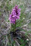 Dactylorhiza psychrophila. Цветущее растение. Кольский п-ов, Восточный Мурман, Дальние Зеленцы. 19.07.2014.