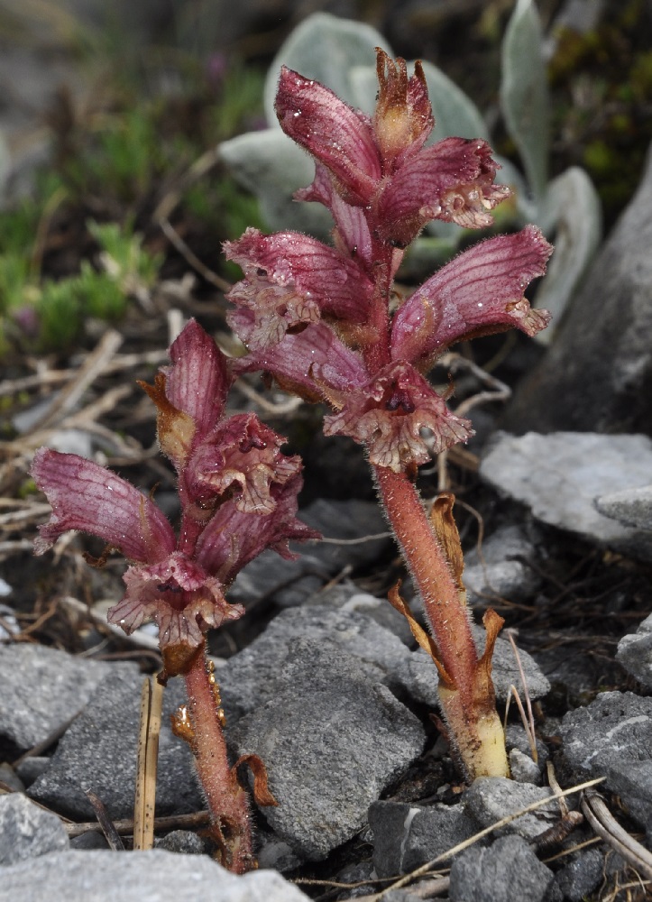 Image of Orobanche alba specimen.