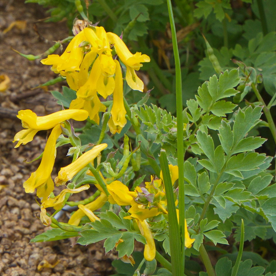 Image of Corydalis speciosa specimen.