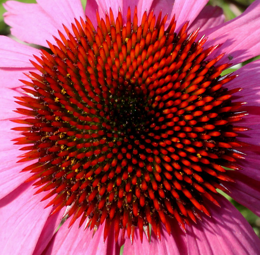 Image of Echinacea purpurea specimen.