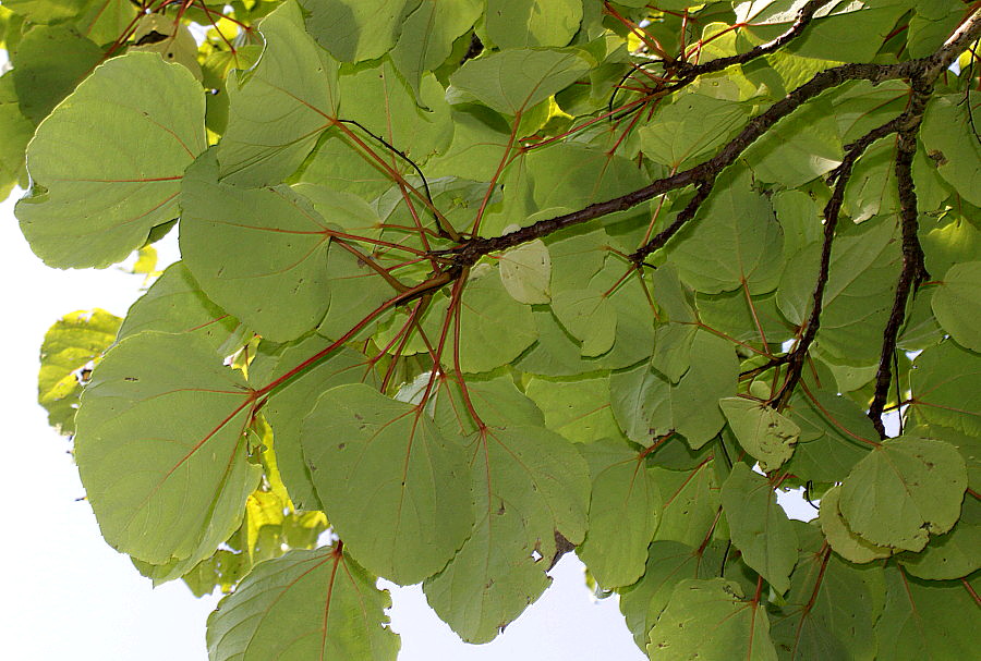 Image of Idesia polycarpa specimen.