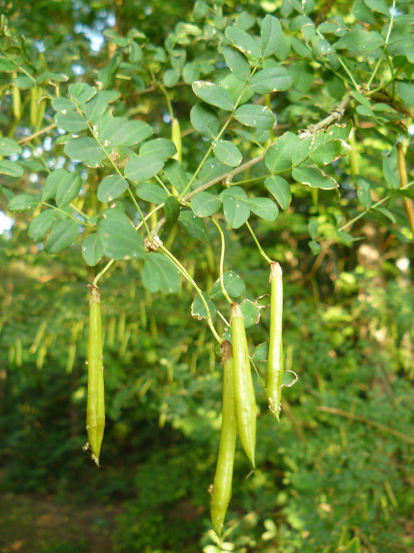 Изображение особи Caragana arborescens.